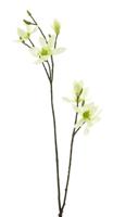 Magnolia spray cassablanca creme 102cm - thumbnail