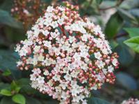 Sneeuwbal - thumbnail