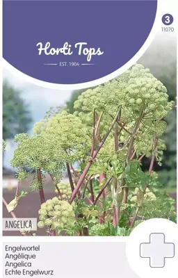 Zaden Engelwortel (Angelica Arch.) Hortitops - Hortitops