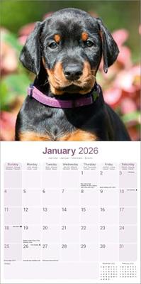 Dobermann (Euro) Calendar 2026 Square Dog Breed Wall Calendar - 16 Month