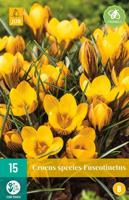 Crocus fuscotinctus 15 bollen - thumbnail