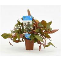Ludwigia repens rubin - Diamond Red - 10 stuks - aquarium plant - thumbnail