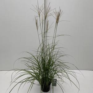Prachtriet (Miscanthus sinensis "Flamingo") siergras - In 3 liter pot - 1 stuks Prachtriet (Miscanthus sinensis "Flamingo") siergras - In 3 liter pot - 1 stuks