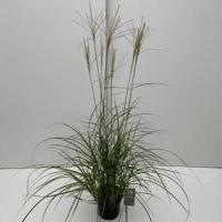 Prachtriet (Miscanthus sinensis "Flamingo") siergras - In 3 liter pot - 1 stuks - thumbnail