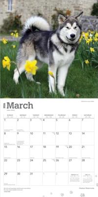 Alaskan Malamute Kalender 2026