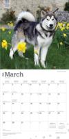 Alaskan Malamute Kalender 2026 - thumbnail
