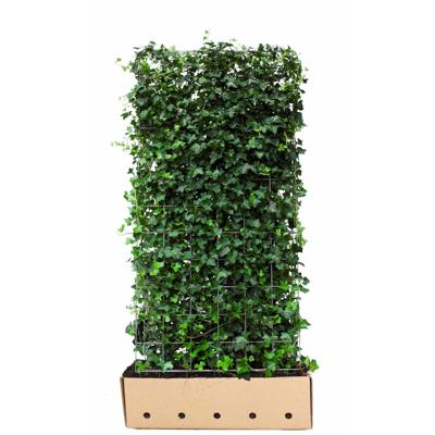 Kant & klaar haag Hedera hibernica 180 x 100 cm breed Atlantische klimop Quickhedge - Quickhedge