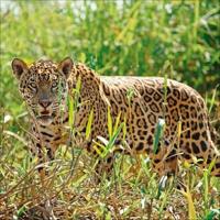 Big Cats Kalender 2026 - thumbnail