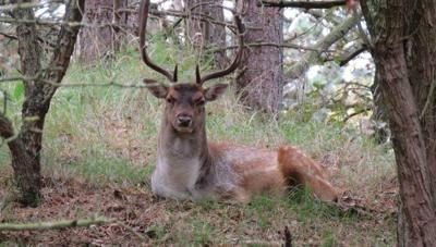 Liggend hert in bos 130x70cm Tuinschilderij Customize-it - Customize it