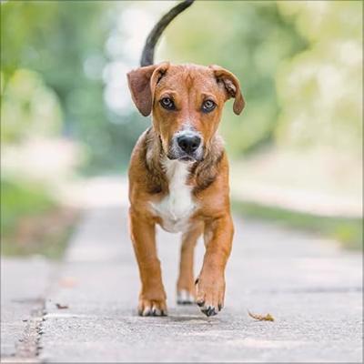 Honden Kalender 2026