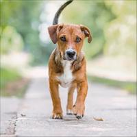 Honden Kalender 2026 - thumbnail