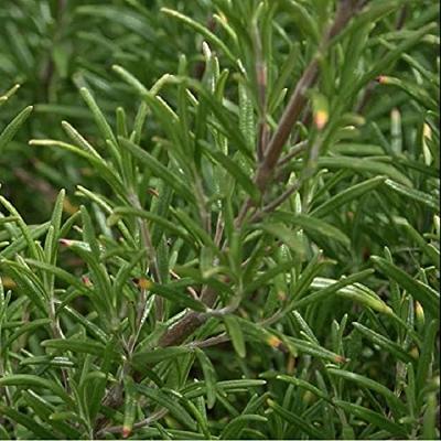 Rozemarijn zaden Rosmarinus Officinalis