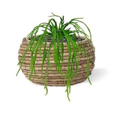 Rhipsalis Lepismium kunstplant 30cm