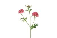 Decostar zijdebloem Scabiosa 72 cm lila - thumbnail