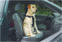 BZ WANDEL- EN AUTOGORDEL HOND M - thumbnail