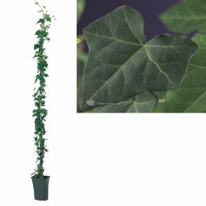 Ierse klimop (Hedera hibernica) klimplant - 210 cm - 1 stuks