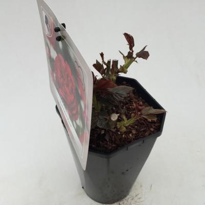 Struikroos Rosa Red Arie Bouman - Arie bouman