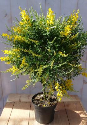 Cytisus racemosus brem geel op stam 70 cm Warentuin Natuurlijk - Warentuin natuurlijk