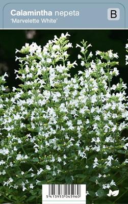 VIps Calamintha nepeta Marvelette White - Bergsteentijm VIps Calamintha nepeta Marvelette White - Bergsteentijm