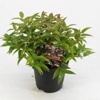 Druifheide (Leucothoe “Carinella”) heester - 25-30 cm - 9 stuks - thumbnail