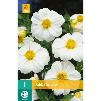 Bloembollen Dahlia Sneezy 1st