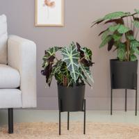 Alocasia Amazonica Polly - Skeletplant - P17 - thumbnail