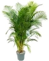 Dypsis Lutescens Potmaat 27 H140-160 kamerplant Beautanic Lifestyle - Beautanic lifestyle - thumbnail