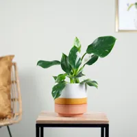 Philodendron White Wizard - P12 - thumbnail