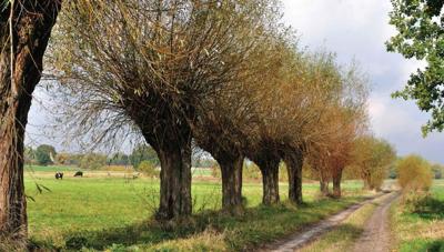 Knotwilgen pad 130x70cm Tuinschilderij Customize-it - Customize it