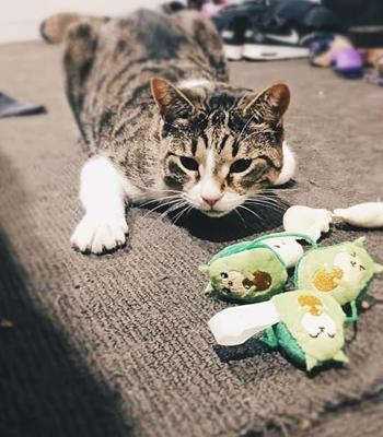 Fuzzyard Crinkle pluche kattenspeelgoed met touwtje en kattenkruid binnenin (Avocatos)