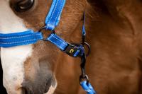 Excellent Horse Superior Halster XS Mini Foal Blauw - thumbnail