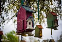 Lensbaby Twist 60 Nikon - thumbnail