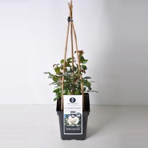 Klimroos (rosa "Schneewalzer"®) - C5 - 1 stuks