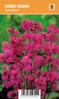 Vips Lychnis viscaria Splendens - koekoeksbloem - thumbnail