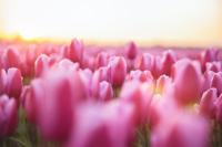 Schilderij - Roze tulpen, 2 maten, Premium print - thumbnail