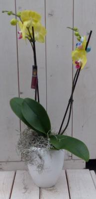 Vlinderorchidee geel in hoge witte pot 60 cm Warentuin Natuurlijk - Warentuin natuurlijk