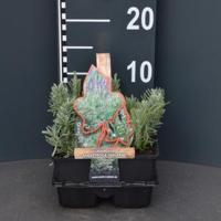 Lavendel (lavandula angustifolia "Edelweiss") bodembedekker - 4-pack - 1 stuks - thumbnail