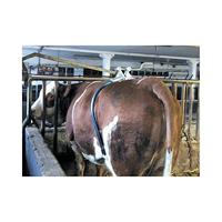 Spanbeugel amerikaans model - thumbnail