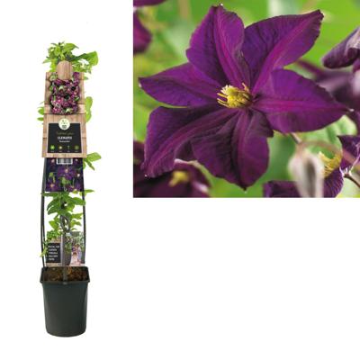 Grootbloemige Clematis Romantika 120 cm klimplant