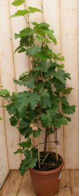 Druifstruik 60 cm Vitis Warentuin Natuurlijk - Warentuin natuurlijk Druifstruik 60 cm Vitis Warentuin Natuurlijk - Warentuin natuurlijk