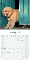 Golden Retriever Kalender 2026 - thumbnail