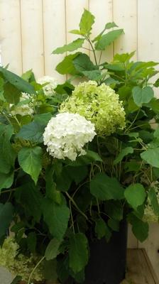Hortensia Annabelle wit Groot - Warentuin natuurlijk