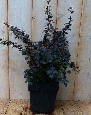 Zuurbes Berberis thunbergii Rood 30 cm (bladverliezend) Warentuin Natuurlijk - Warentuin natuurlijk