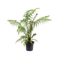 Dicksonia antartica M boomvaren kamerplant - thumbnail