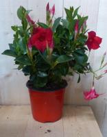 Dipladenia Mandevilla Sundaville rood h30 cm Warentuin Natuurlijk - Warentuin natuurlijk - thumbnail