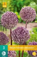 Allium summer drummer 3 bollen - thumbnail