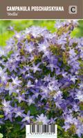 Vips Campanula poscharskyana Stella - Klokjesbloem - thumbnail