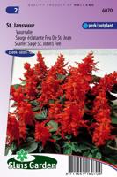 Salvia Splendens zaden St. John's Fire/St, Jansvuur - thumbnail
