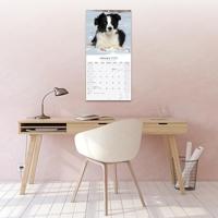 Border Collie Kalender Puppies 2026 - thumbnail