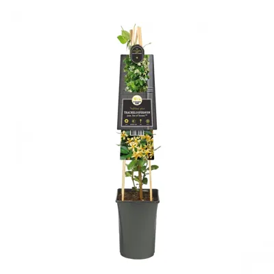 Toscaanse Jasmijn Trachelospermum Jasminoides Star of Toscane PBR 75 cm klimplant
